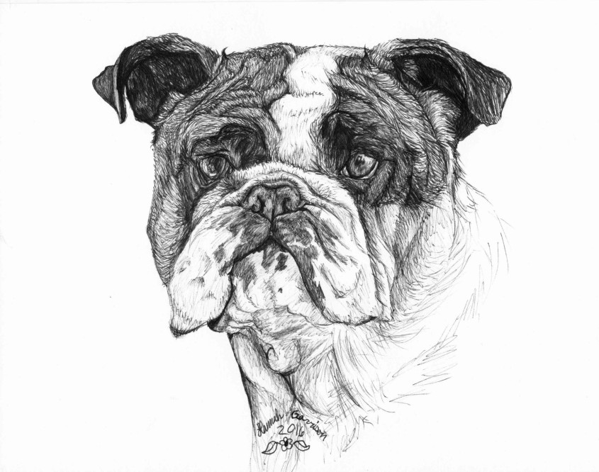 Bulldog