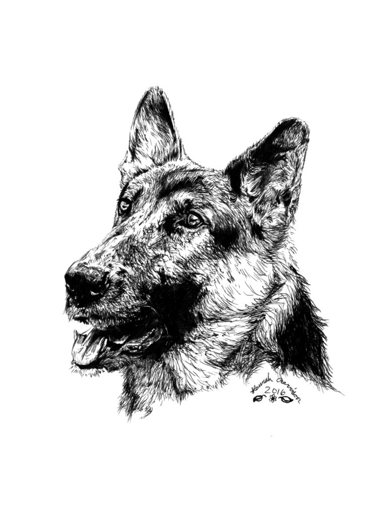 A German Shepherd