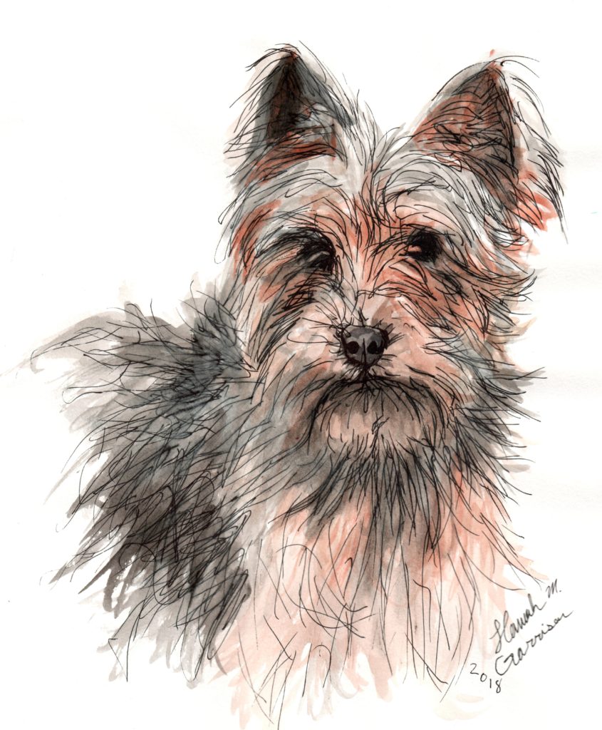 Yorkie