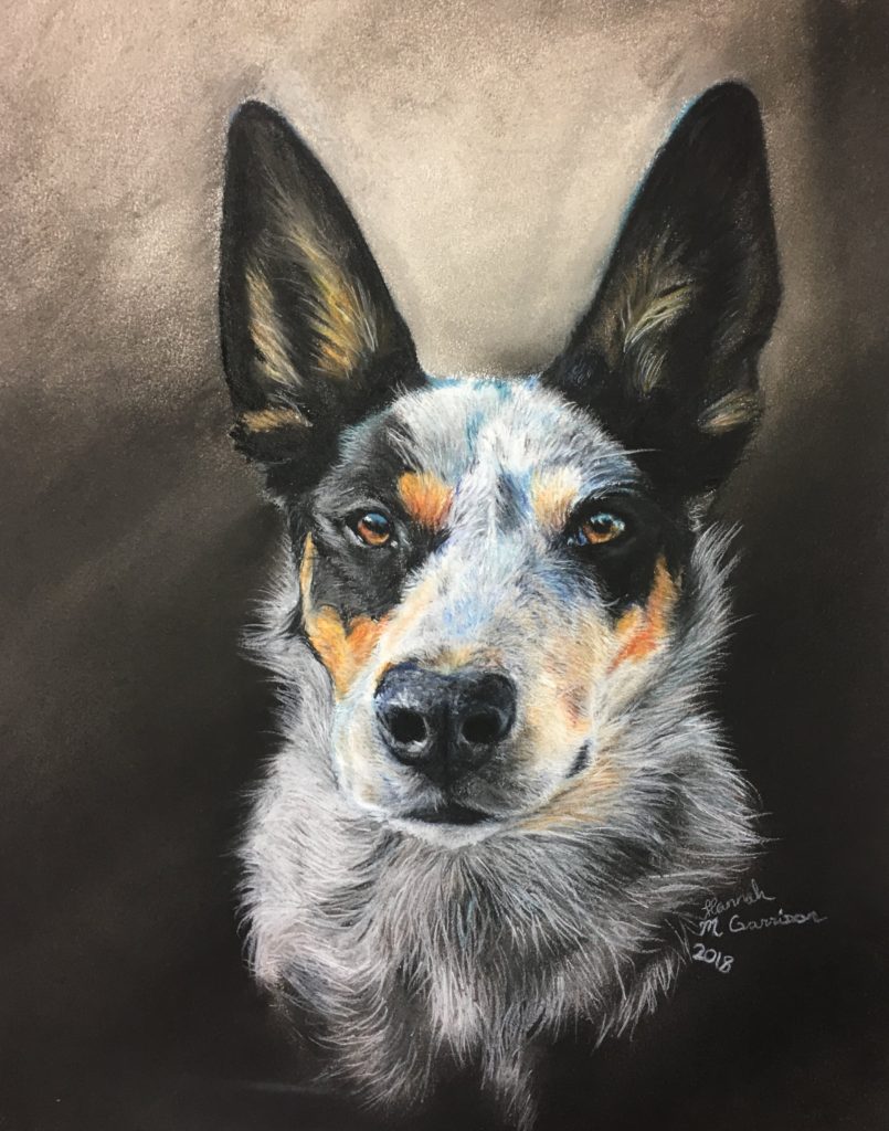 Heeler Dog