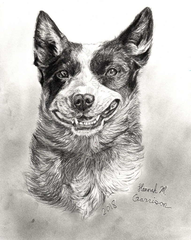 Australian Cattle Dog