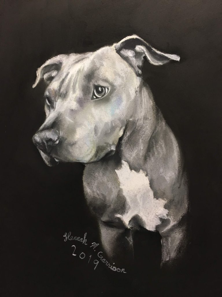 Grey Bully