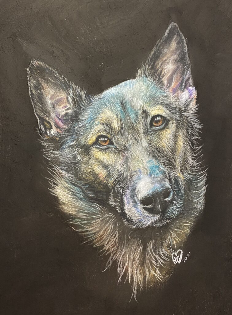 German Shepherd