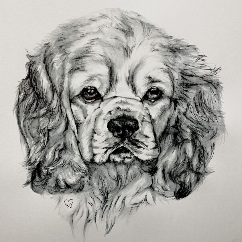 Spaniel